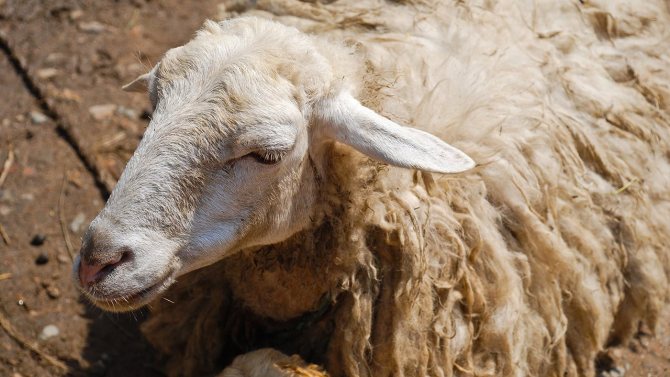 Лечение на овчи кърлежи