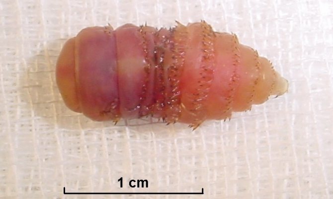 Ларви на Gadfly под кожата в човешкото тяло
