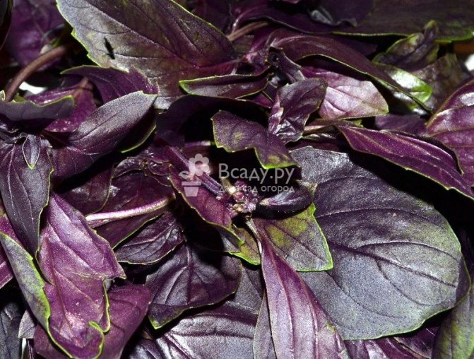 Лилавите листа на босилека са по-вкусни и меки от зелените