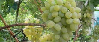 Лози от бяло грозде