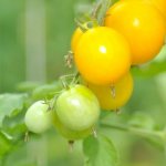 Най-добрите сортове домати за 2019 година