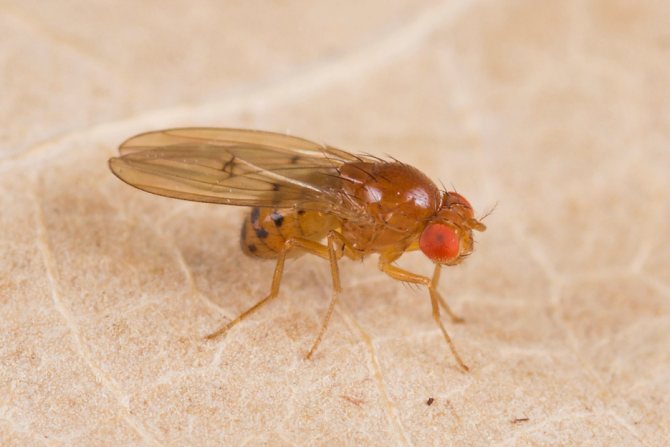 Лукова мушица: как да се отървем от градината, средствата, как да обработим