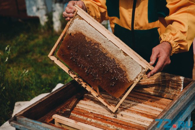 العسل والنحل