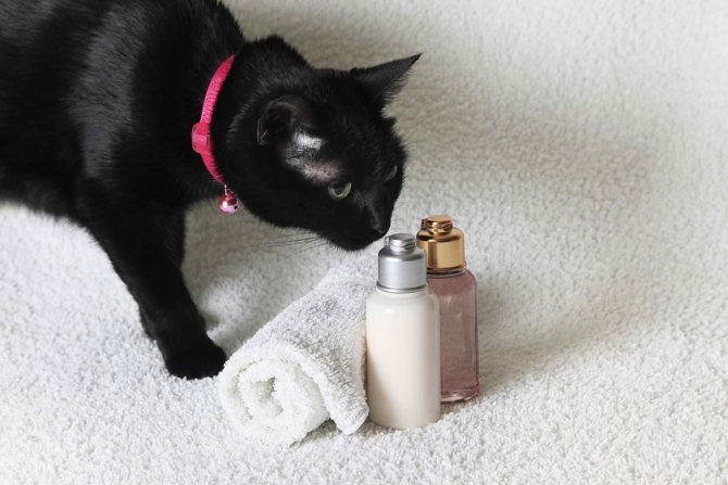 TOP 10 Syampu Terbaik untuk Kucing dan Kucing -
