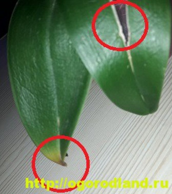 Механични повреди на листата на орхидеите