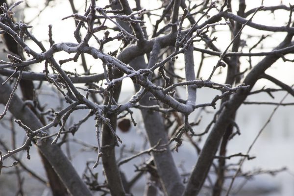 Най-малкото, ябълковото дърво се нуждае от грижи през зимата, в състояние на покой