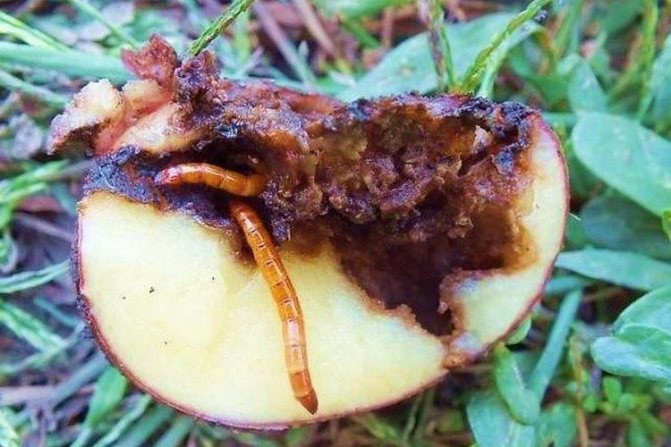 Мерки за борба с теления червей върху картофи през есента