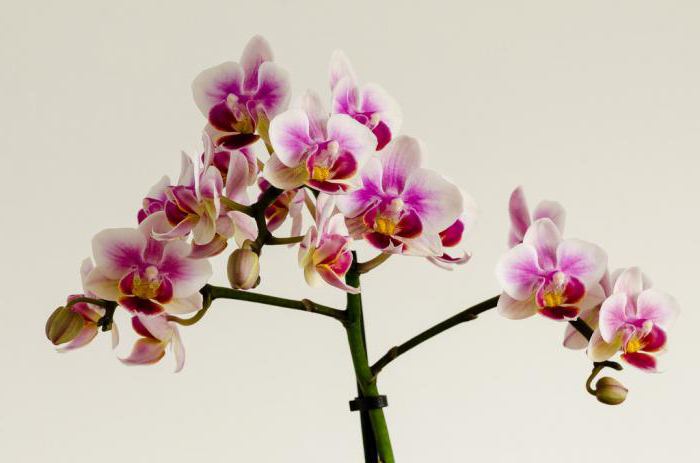Мини орхидеи, домашни грижи