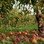 Монилиоза от ябълки - как да защитим плодова реколта