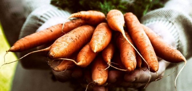 Моркови преди зимата