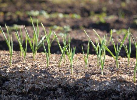 Възможно ли е да се засади фамилен лук преди зимата