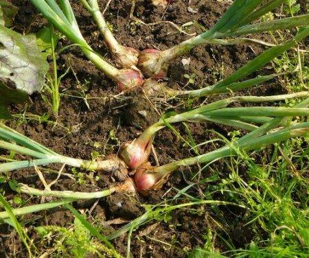 هل من الممكن زراعة البصل العائلي قبل الشتاء