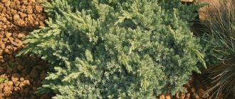 Хвойнова гора: снимка в гората, засаждане и грижи
