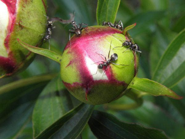 النمل على الفاونيا كيفية التخلص من العلاجات الشعبية