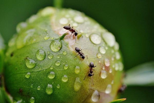 мравки върху божури