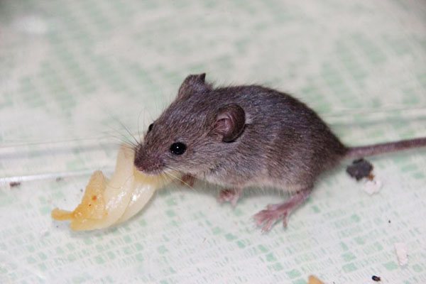 Мишката яде бекон