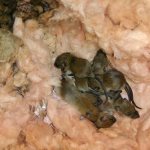 Гнездо на мишка в изолацията на рамкова къща