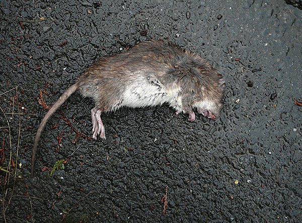 على عبوة Rat Death من شركة Tigard ، تم الإعلان عن تأثير تحنيط ، لكن هذا ليس أكثر من وسيلة للتحايل على الإعلانات.