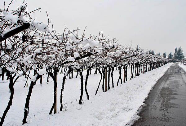 През зимата гроздето Пино Ноар се подслонява само в райони със студена зима