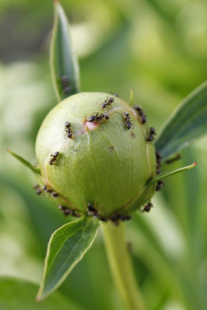 الأساليب الشعبية لمحاربة النمل على الفاونيا