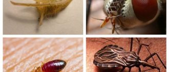 طفيليات الحشرات وخطرها