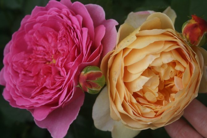 Необичайни рози от Дейвид Остин, снимка # 11