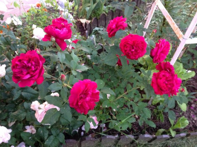 Необичайни рози от Дейвид Остин, снимка # 4