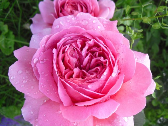 Необичайни рози от Дейвид Остин, снимка # 7