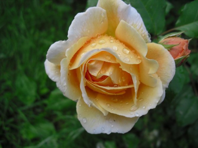Необичайни рози от Дейвид Остин, снимка # 8