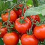 Ниско растящи домати, които не изискват прищипване за оранжерии