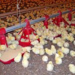 معدلات تغذية دجاج التسمين
