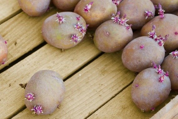 تجهيز البطاطس قبل الزراعة بالعلاجات الشعبية