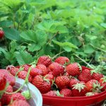 Обработка на ягоди през есента за болести