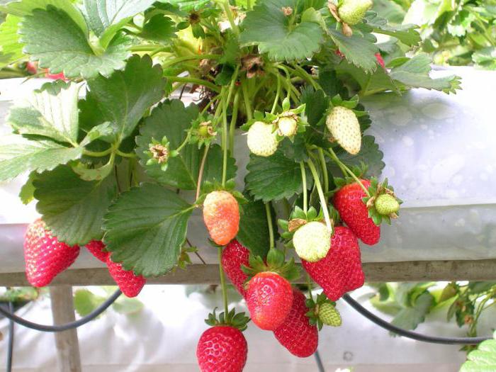 лечение на ягоди след прибиране на реколтата