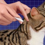 Лечение на бълхи за котка