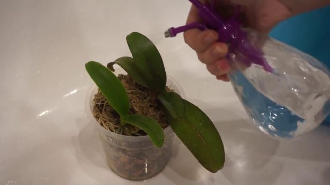 Лечение на орхидеи с фитоверм