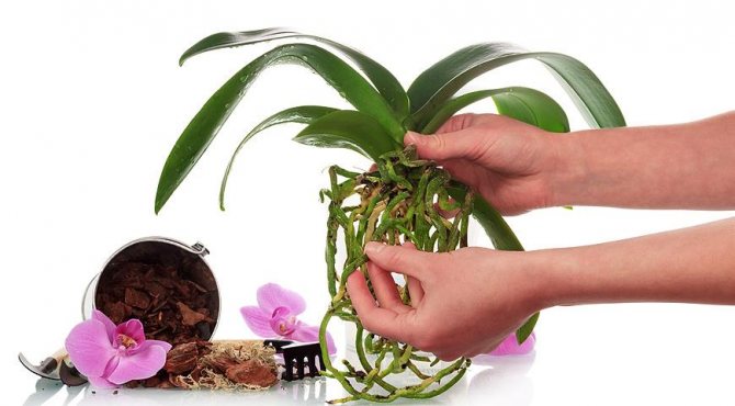 лечение на орхидеи с янтарна киселина