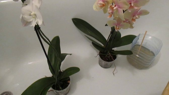 Обработка на орхидеи