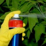 معالجة النباتات بمبيدات الفطريات