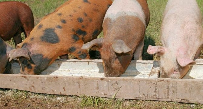 عكس تشبع الخنازير بالفيتامينات ولكن له اعراض جانبية