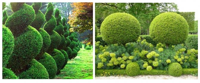 تقليم تاج العجة فن حقيقي. باستخدام أداة تقليم الحدائق العادية ، يمكنك تشكيل رأس الشجرة في مجموعة متنوعة من الأشكال وتحويل منطقة حديقتك.