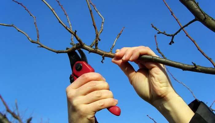 подрязване на клони на ябълково дърво с ножици за подрязване