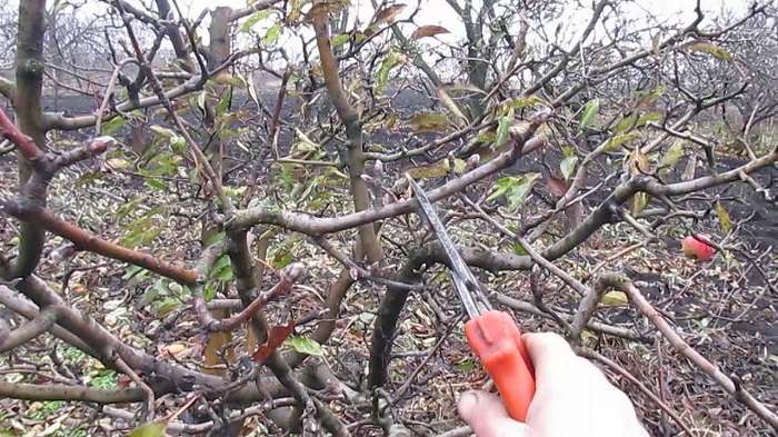 подрязване на клони от ябълково дърво