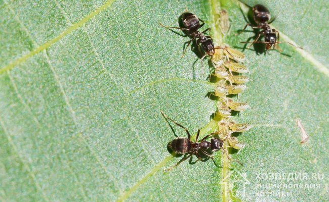 Един от признаците на увреждане на растенията от листни въшки е появата на мравки