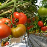 Оптимална температура в оранжерия с домати