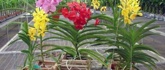 снимки на орхидея ванда