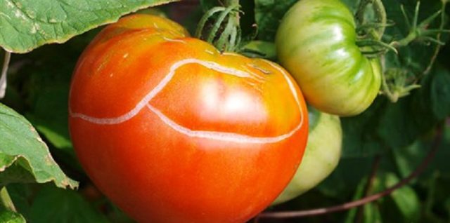 أهم الأمراض والآفات التي تصيب الطماطم في الحقول المفتوحة: الوصف والعلاج