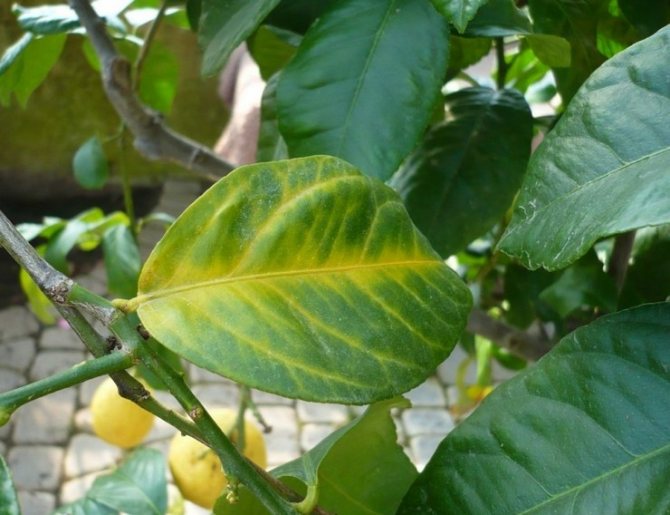 Основните причини за пожълтяване на лимоновите листа