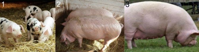 تغذية الخنازير والخنازير