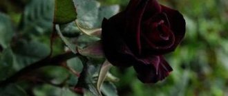 Отзиви за роза черна бакара